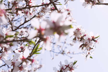 View of a flowering apricot branch on a sunny day against a blue sky. Plant concept, landscape, backgroundの写真素材
