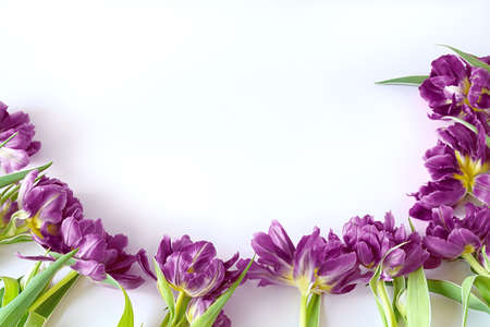 Top view on purple tulip flowers that lie on a white background. The concept of a flat lay, holiday, gift, postcard, International Women's Day, March 8thの写真素材