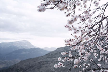 View of a flowering apricot branch on a cloudy afternoon on a background of gray mountains. The concept of plants, landscape, mountainsの写真素材