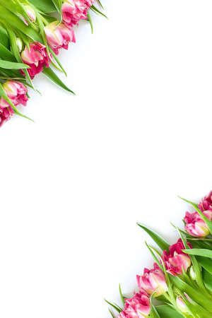 Top view on pink tulip flowers that lie diagonally on a white background. Concept flat layout, holiday, gift, postcard, international womens day, March 8th.の写真素材