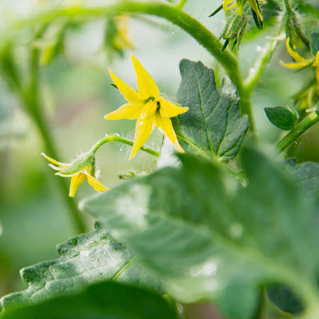 View of yellow tomato flowers. Abundant flowering. The concept of agricultural plants, flowers, background, gardenの写真素材