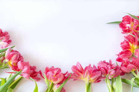 Top view on pink tulip flowers that lie on a white background. The concept of a flat lay, holiday, gift, postcard, International Women's Day, March 8thの写真素材