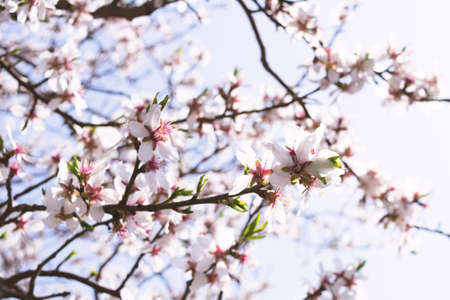View of a flowering apricot branch on a sunny day against a blue sky. Plant concept, landscape, background.の写真素材