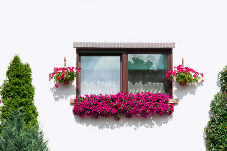 Window view outside in a white building which is decorated with flowers in a flowerpot. Thuja grow nearby. Plant concept, decorの写真素材