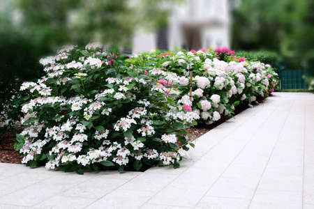View of the path near the building made of natural stone, along which hydrangea of different varieties grows. The concept of landscape design, garden, plant growingの写真素材