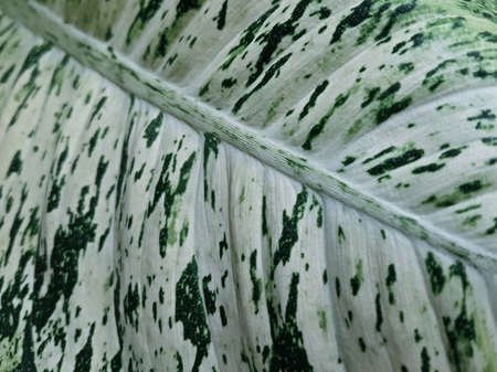 Background with a view of the dieffenbachia leaf close-up. Concept texture, background.の写真素材
