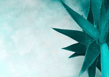 A top view of the leaves of an aloe vera plant closeup which stands on a concrete surface with a heterogeneous texture. Plant concept, background, flat layout.の写真素材