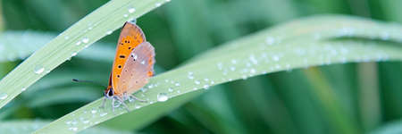 An orange butterfly sits on grass covered with morning dew. Concept background, insects, wildlife, spring.の写真素材