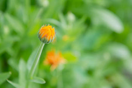 Calendula flower bud on a green background. The concept of medicinal plants, flowers, background, nature, homeopathyの写真素材