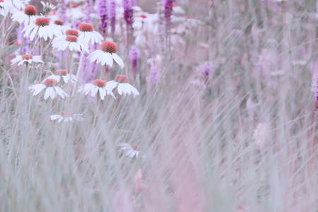 Echinacea flowers are white with an orange medium on a background of tall grass. The concept of the holiday, plants, background, garden, landscape designの写真素材