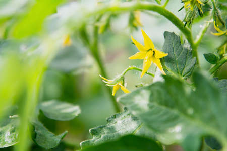 View of yellow tomato flowers. Abundant flowering. The concept of agricultural plants, flowers, background, gardenの写真素材