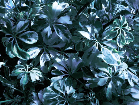 View of a tropical plant that has a motley coloring of leaves in green-white tones. Plant concept, backgroundの写真素材
