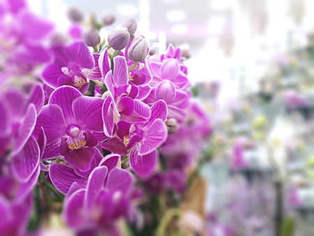View of pink orchids that are standing on a shelf in a store. Plant concept, backgroundの写真素材