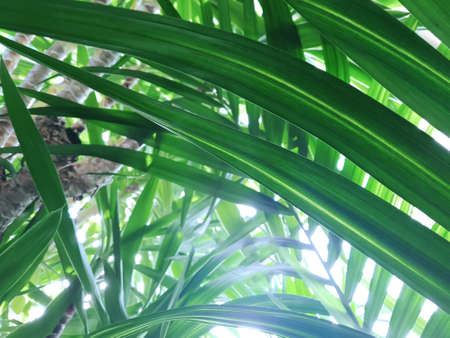A view of the foliage of palm trees in the jungle through which sunlight breaks through. Concept background, wildlife, nature, landscape, tropicsの写真素材
