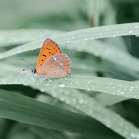 An orange butterfly sits on grass covered with morning dew. Concept background, insects, wildlife, springの写真素材