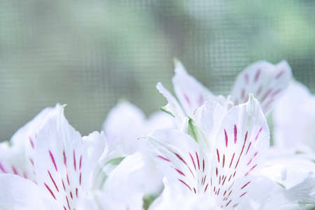 White petals of alstroemeria close-up on a green tinted background. Concept flowers, background, holiday, natureの写真素材