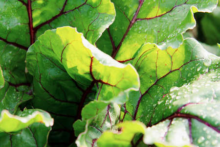 Succulent beet leaves with dew drops in the sun. The concept of agricultural plants, background, healthy nutritionの写真素材