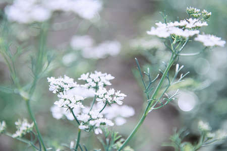 View of white flowers of a grassy plant on a green background with beautiful bokeh. Plant concept, flowers, background, wildlifeの写真素材