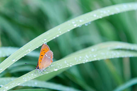 An orange butterfly sits on grass covered with morning dew. Concept background, insects, wildlife, springの写真素材