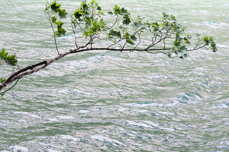 Maple branch with green leaves on a background of lake water on a cloudy gloomy day. Concept landscape, backgroundの写真素材