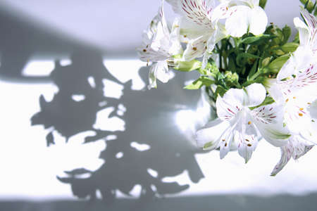 A bouquet of white flowers Alstroemeria stands on a white table under the rays of the sun from which a shadow falls. Flowers concept, backgroundの写真素材
