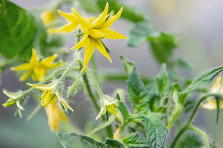 View of yellow tomato flowers. Abundant flowering. The concept of agricultural plants, flowers, background, gardenの写真素材
