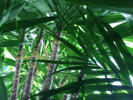 View of the trunks of palm trees in the jungle through dense foliage. Concept background, wildlife, nature, landscape, tropicsの写真素材