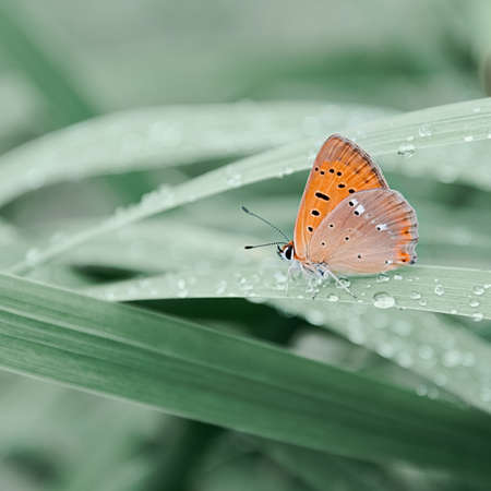An orange butterfly sits on grass covered with morning dew. Concept background, insects, wildlife, springの写真素材
