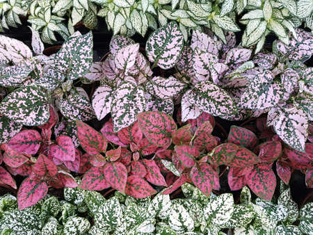 A view of the flowers of different colors arranged in even rows. Plant concept, backgroundの写真素材