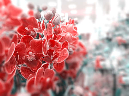 View of red orchids that are standing on a shelf in a store. Plant concept, backgroundの写真素材