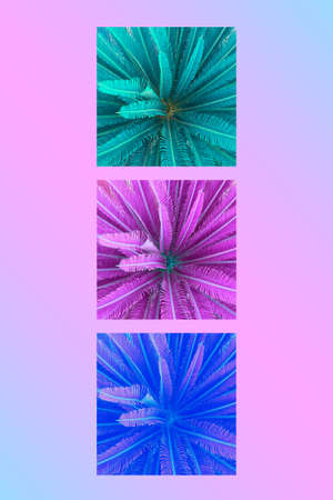 Contemporary collage. Geometric composition with palm trees in bright neon colors on pink water. Summer concept, abstraction.の写真素材