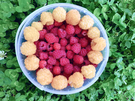 View of a small bucket with yellow and red raspberries that stands on the grassの写真素材