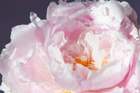Delicate pink peony flower close-up on a gray backgroundの写真素材