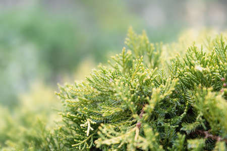 Close-up view of a young branch of a thuja bushの写真素材