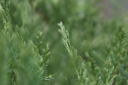 Blurred background of young branches of arborvitae. Fragment of a hedge.の写真素材