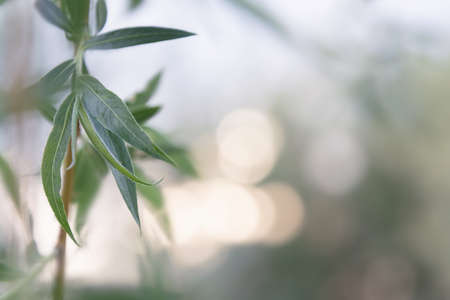 View of a willow branch with young leaves on a blurry background with bokehの写真素材