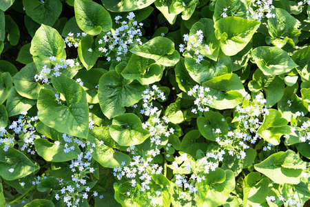 Glade of small blue spring flowers with round leaves under the sun.の写真素材