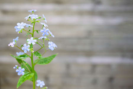 Small blue spring flowers on long stems on a gray background.の写真素材