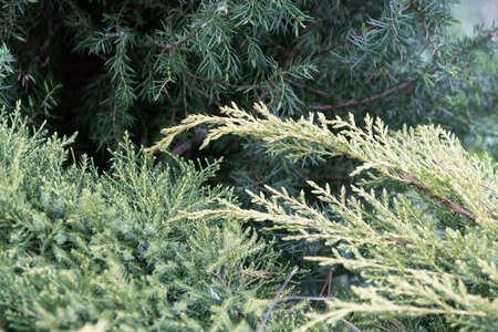 Close-up view of young juniper branches of different varietiesの写真素材