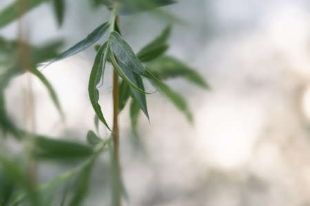 View of a willow branch with young leaves on a blurry background with bokehの写真素材