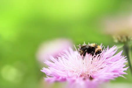 View of a cornflower flower on which a bee sits on a green background. Summer concept, insectsの写真素材