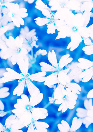 Small white spring flowers on a blue backgroundの写真素材