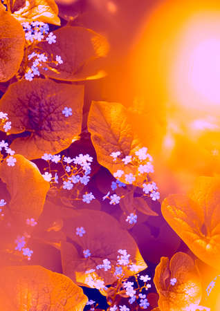 Bright orange background with wildflowers. Toning. Plant concept, backgroundの写真素材
