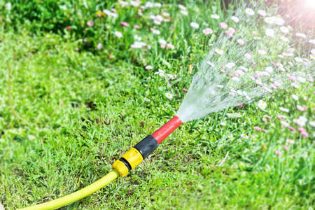 View of a watering hose from which water pours against a lawn with flowers of daisies.の写真素材