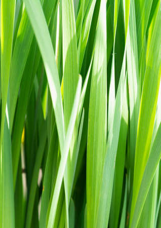 View of the dense tall green grass. Concept background, plants