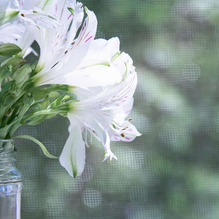A bouquet of white alstroemeria in a glass jar stands under the rays of the sun on a background of trees. Concept flowers, background, holiday, natureの写真素材