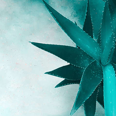 A top view of the leaves of an aloe vera plant closeup which stands on a concrete surface with a heterogeneous texture. Plant concept, background, flat layoutの写真素材