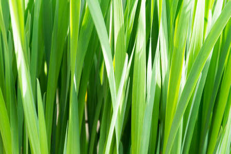 View of the dense tall green grass. Concept background, plantsの写真素材