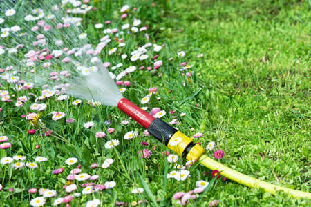 View of a watering hose from which water pours against a lawn with flowers of daisiesの写真素材