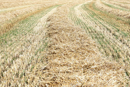 View of a field with mowed dry grass that lies in rows